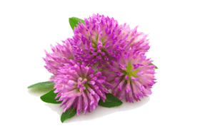 clover-flower for breast enlargemnt